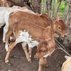 ousmane.baradji5