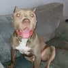 bleekzo