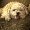 itsscooterthedog