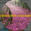 el.camino.libre.a