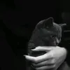 _ban.5