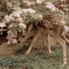 deer_isabella