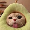 zepetoo_aiknoo