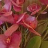 sadia.noor59