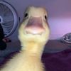 emilio_panchuleo