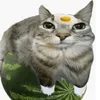 gatto.anguria1234