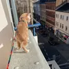 thecatonaleash