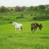 allel.khelifi