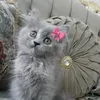 ghdeer_nene