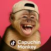 capuchin.monkey1
