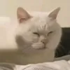 ai_myybb
