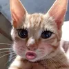 duwowroiem