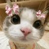 honeymoe245