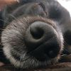 michael_cohen1235