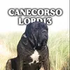 canecorso_lord1313