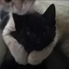 kira_playstod