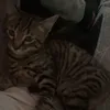 yaboidayo