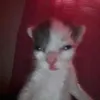 saif_1201