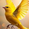 muhammad_azlan_24