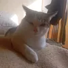 бойовий гном