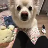 cookiedestroyer99