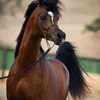 remaabed94