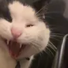 boogyattt