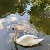 pina_0.1