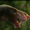 synapsida_clade.kelian