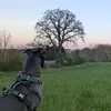 bella.that.greyhound
