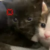 bibiawfzxs