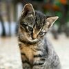 funnycat_om