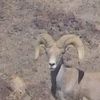 cearies9