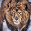 frdric.robert49