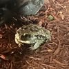 tony_a_toad