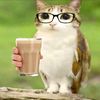 Meowl_con_lentes