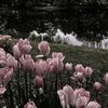 ro_s_e1