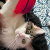 maple.kitty7