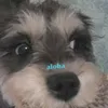 alolon9_6alooha