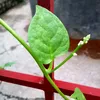 .duy992211