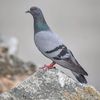 your_pigeon4