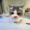 arinichi._.sato