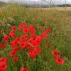 la.roulotte4