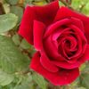 user132080260316