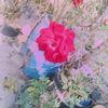 mdsiyam077890