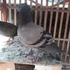 elpees_4
