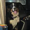 bellabernese