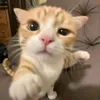 anh_lyi