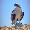 gull.zar.khan2