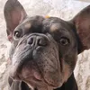 hugothefrenchie66